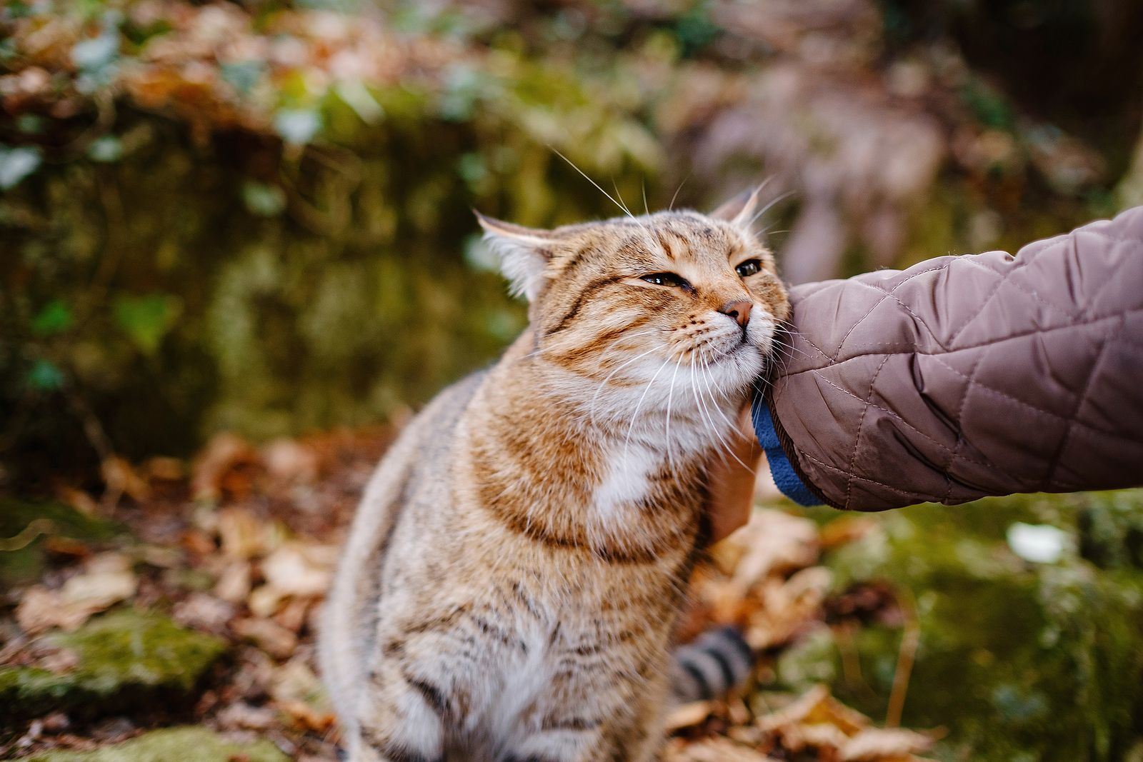 ¿Los gatos reconocen su nombre cuando los llamas? Foto: bigstock 
