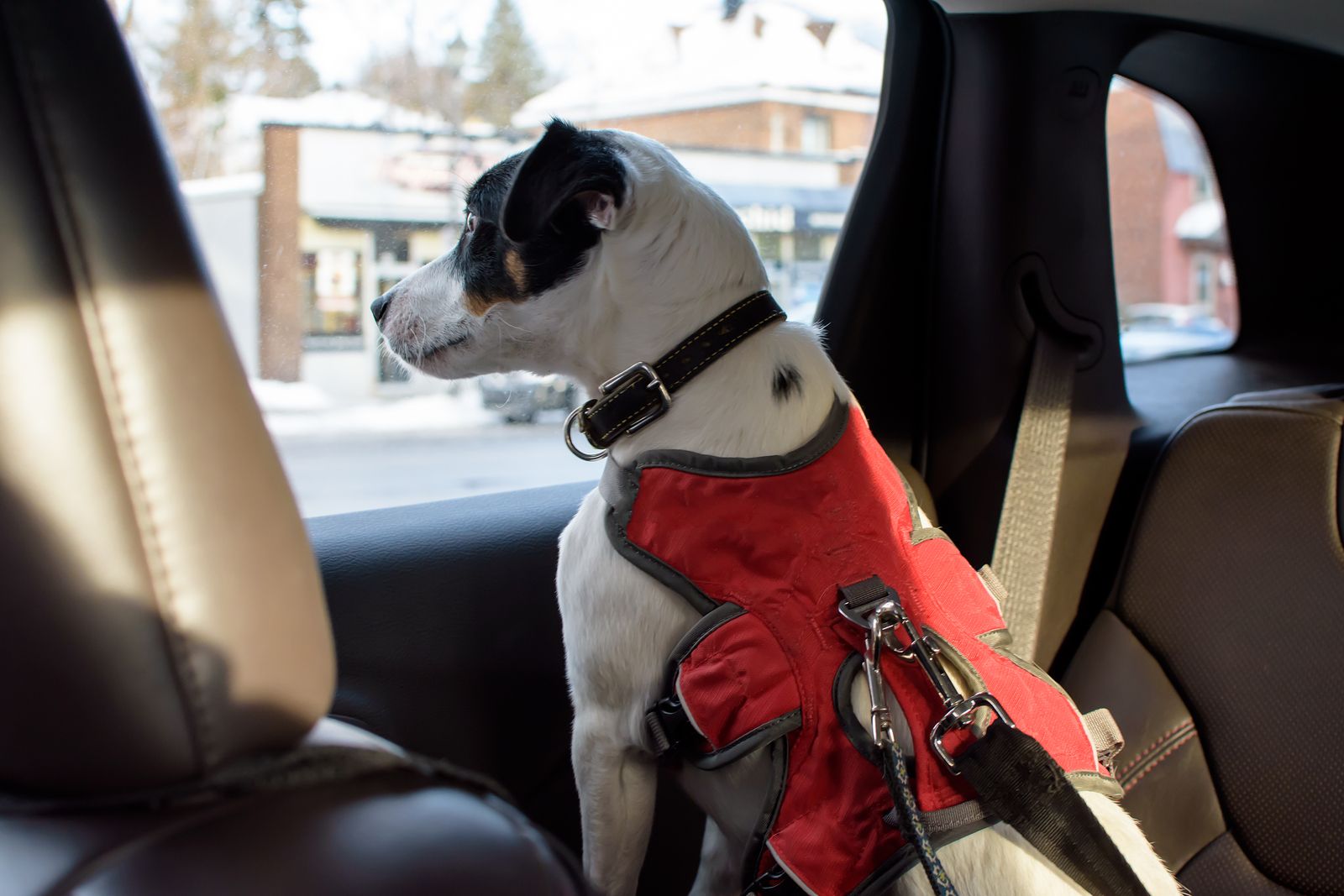 Cómo se lleva al perro en el coche de manera segura