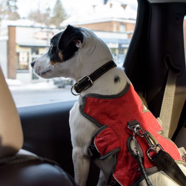 Viaja de forma segura en coche llevando a tu perro