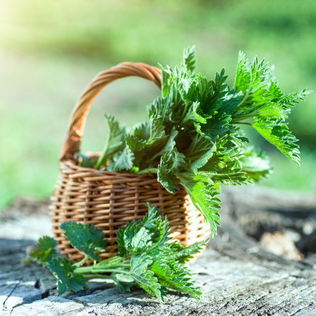 Las mejores plantas medicinales para mejorar la memoria. Foto: Bigstock
