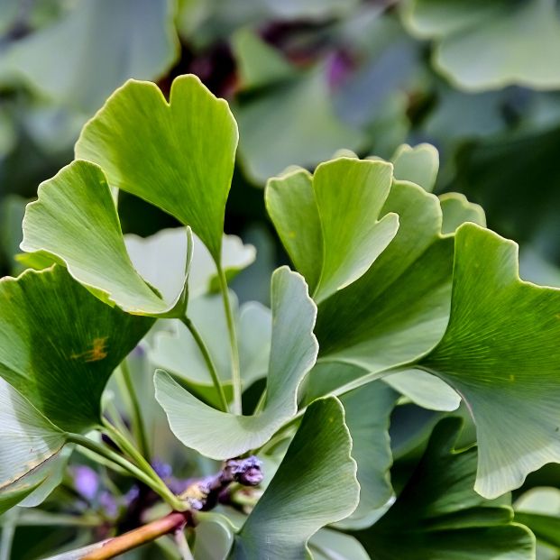 Las mejores plantas medicinales para mejorar la memoria. Foto: Bigstock. Foto: Bigstock