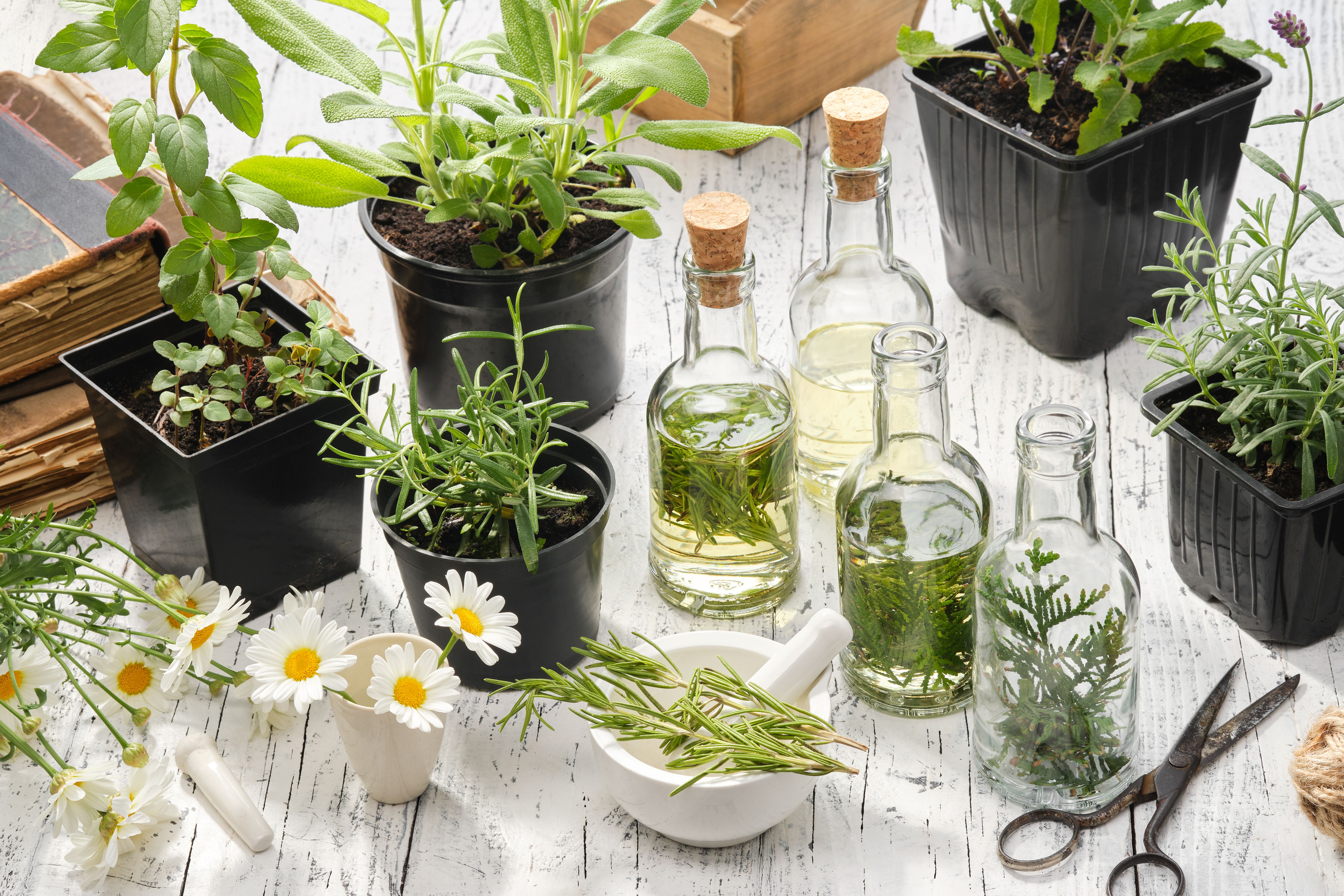 Las mejores plantas medicinales para mejorar la memoria. Foto: Bigstock