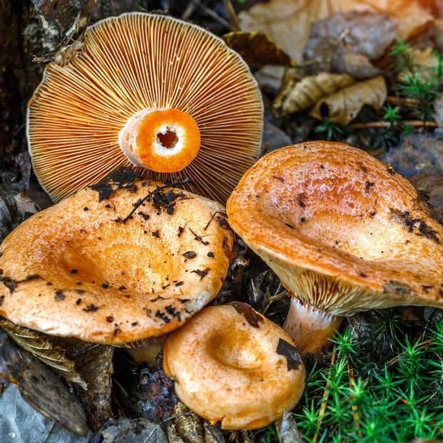 ¿Te gustan los níscalos? Toma nota de estas recetas. Foto: bigstock 