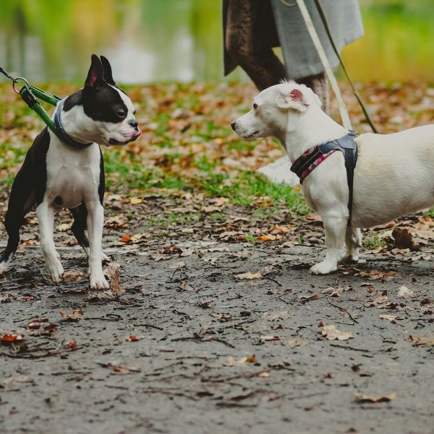 bigstock Perros en el parque paseando