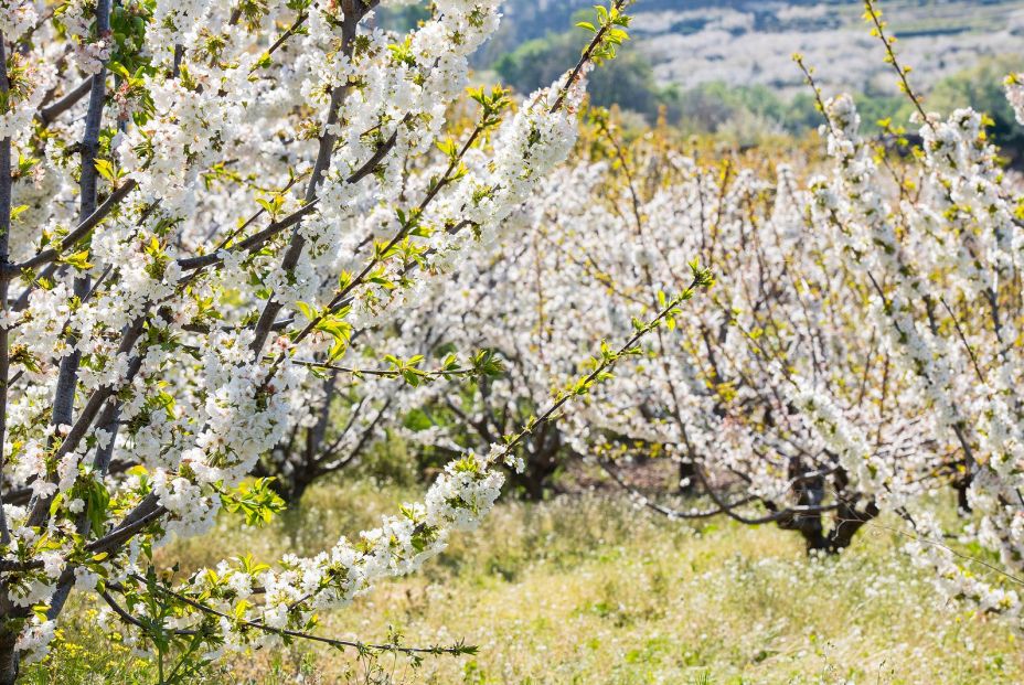 Valle del Jerte cerezos flor