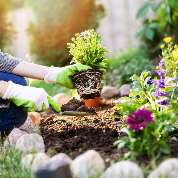 Cómo transplantar una planta (bigstock)