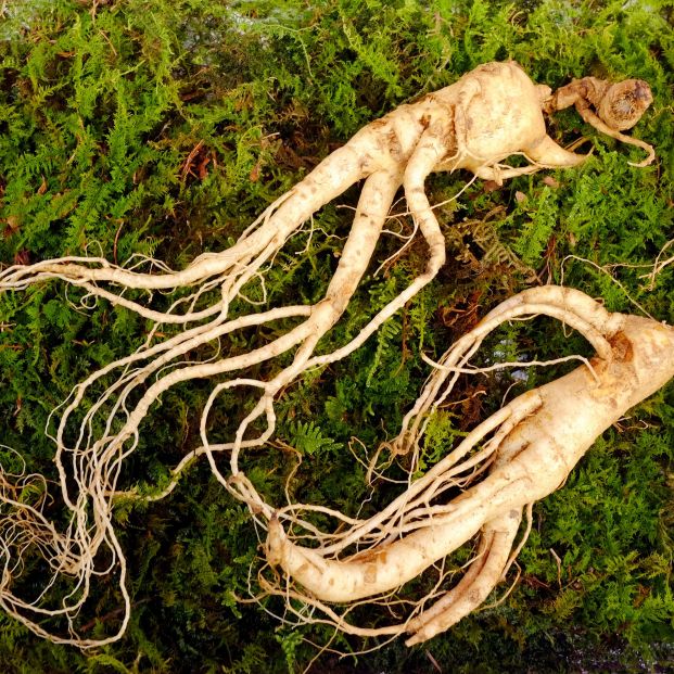 Ginseng planta medicinal