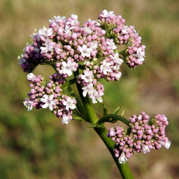 Valeriana