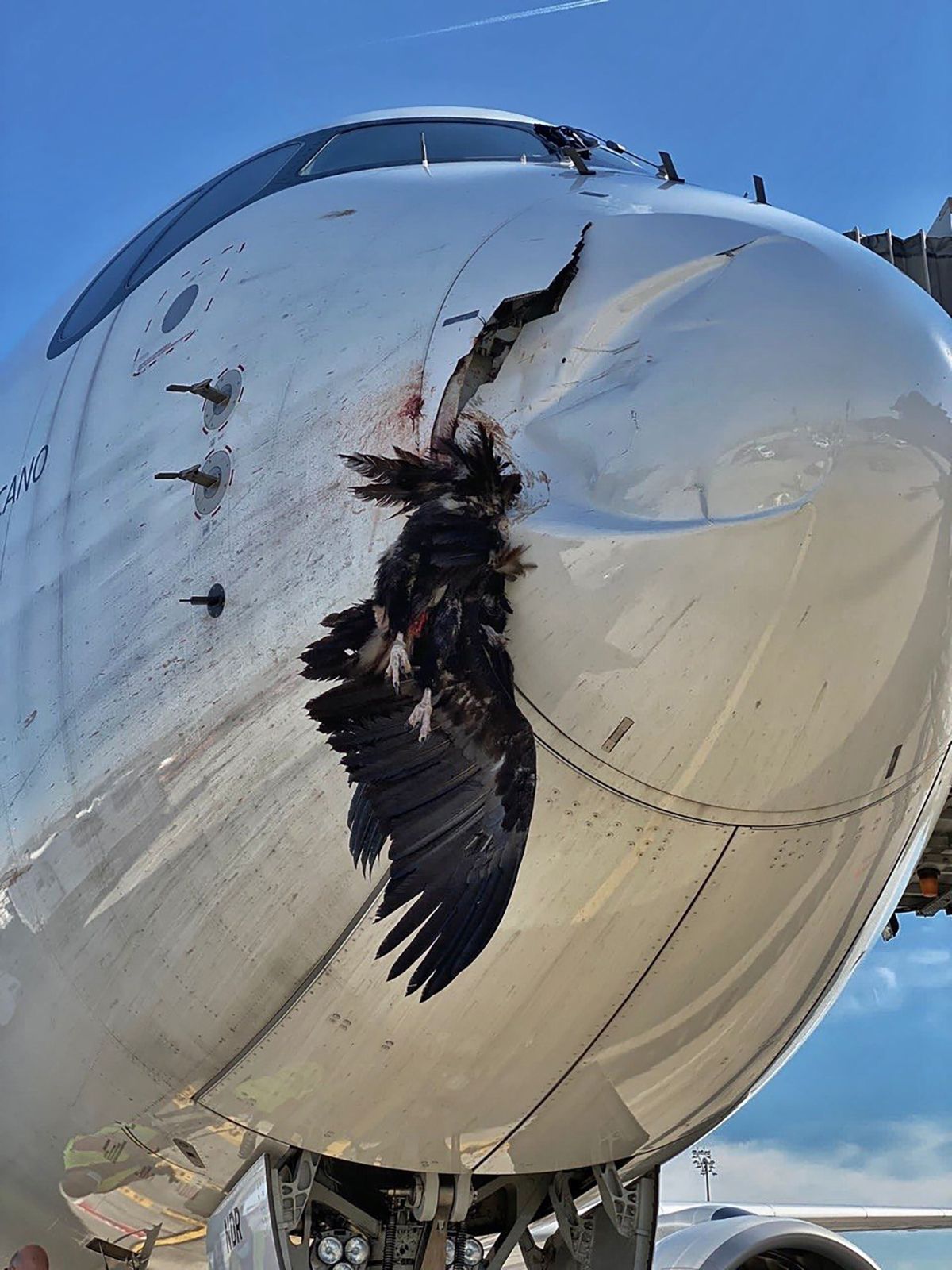 Susto en Barajas: un avión aterriza con un buitre negro empotrado en el morro 
