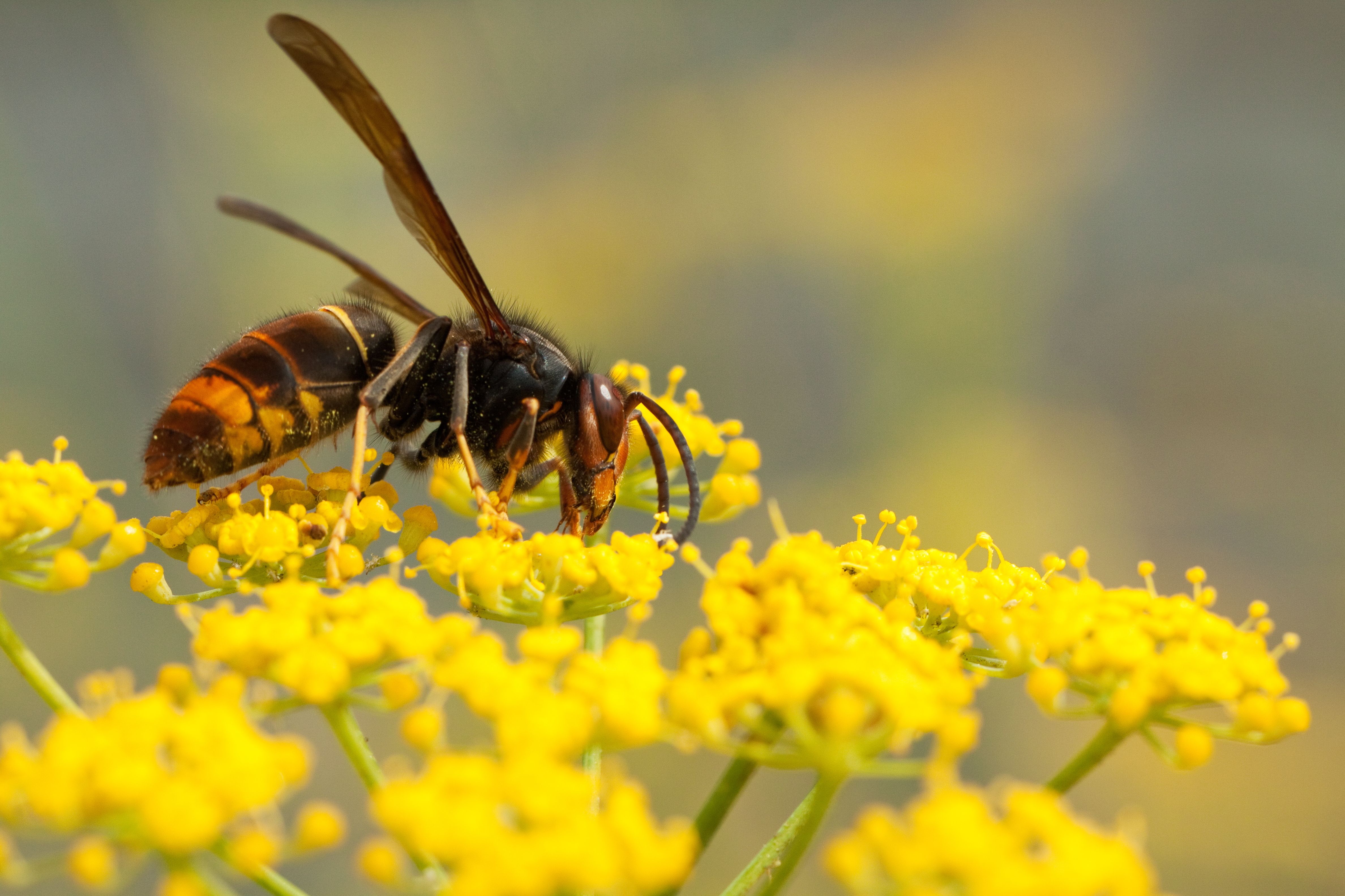 La avispa asiática invadirá la Península en 2029. Foto: Bigstock