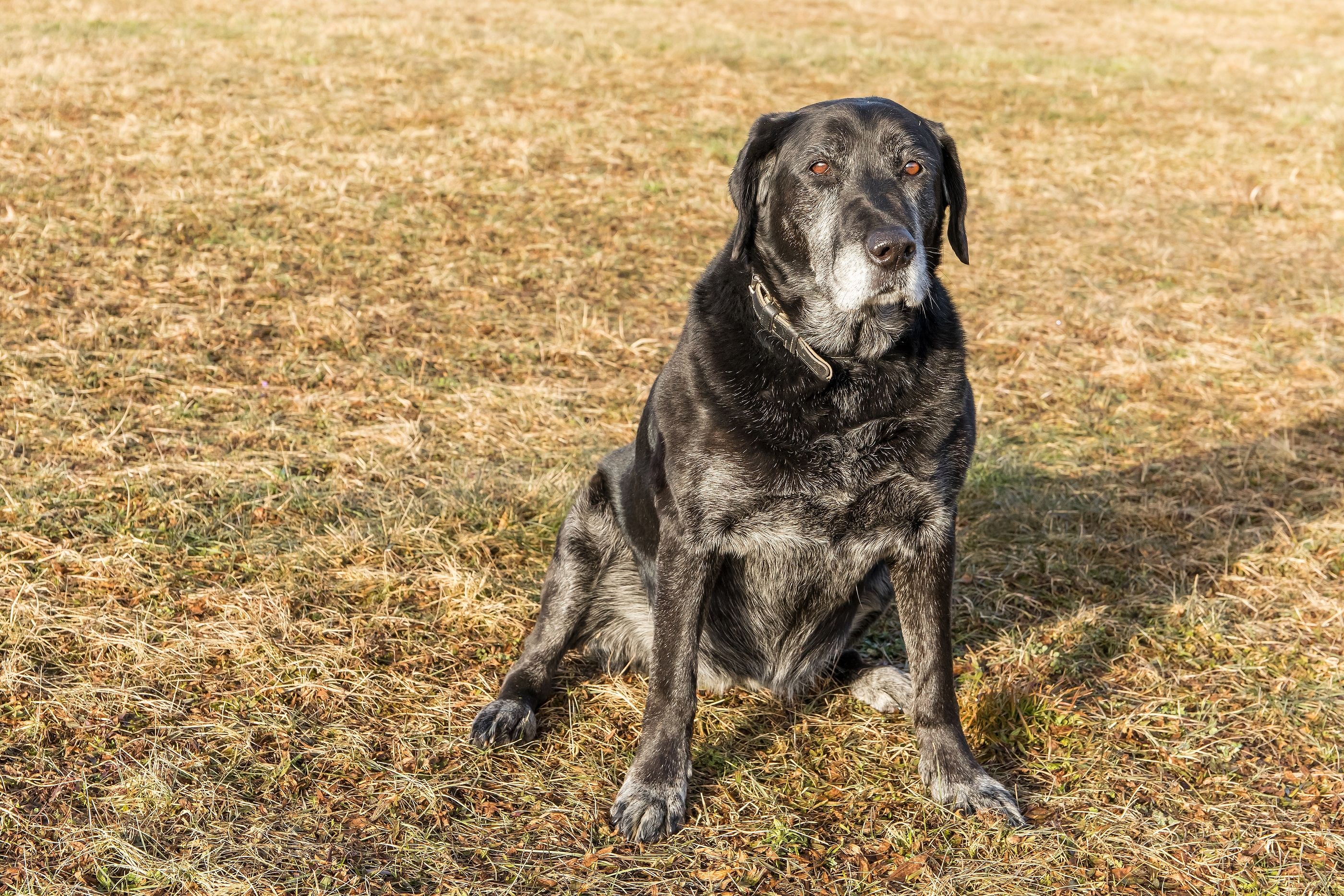 La Ley de protección animal establece que los perros podrán 'jubilarse'. Foto: Bigstock