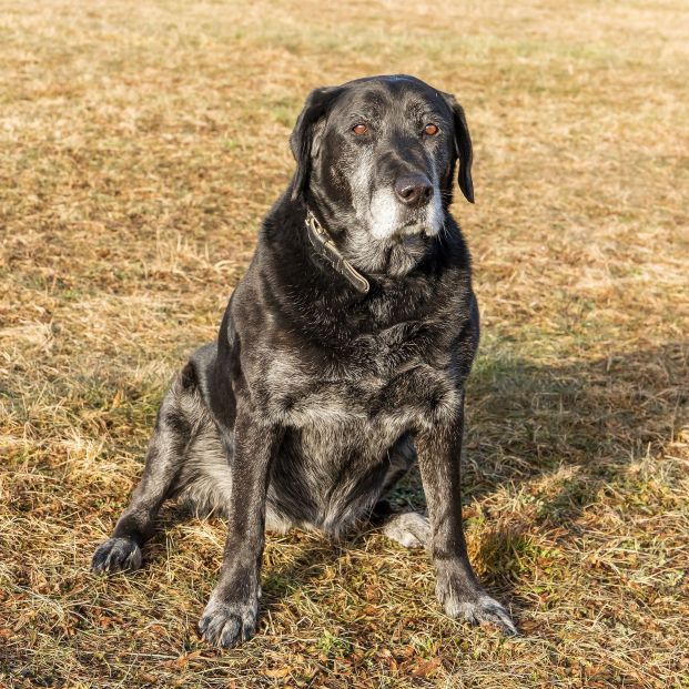La Ley de protección animal establece que los perros podrán 'jubilarse'. Foto: Bigstock La Ley de protección animal establece que los perros podrán 'jubilarse'. Foto: Bigstock