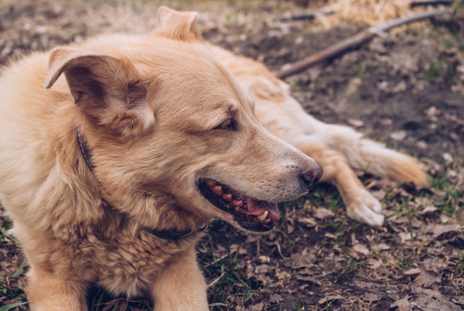 La Ley de protección animal establece que los perros podrán 'jubilarse'. Foto: Bigstock