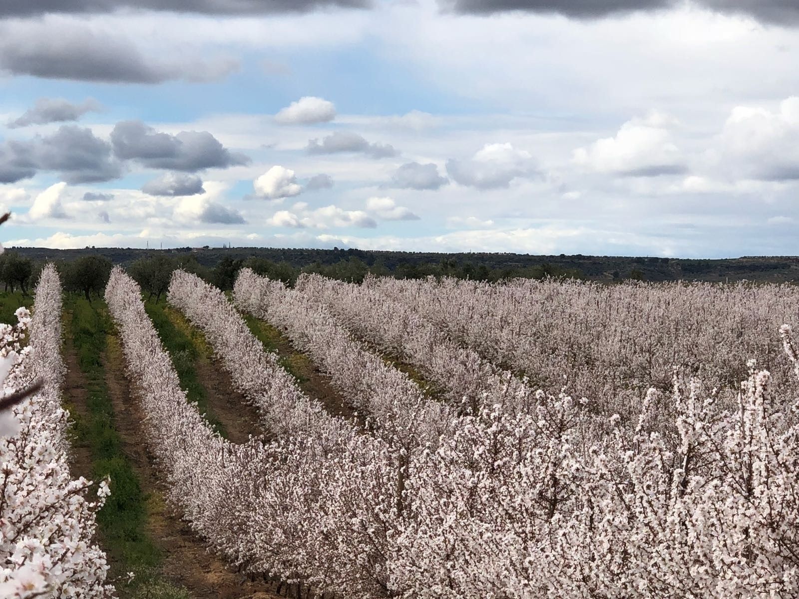 Almendros de nata. Foto: Europa Press