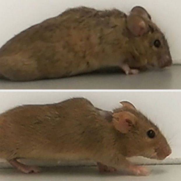 Hito científico: consiguen que ratones parapléjicos vuelvan a caminar