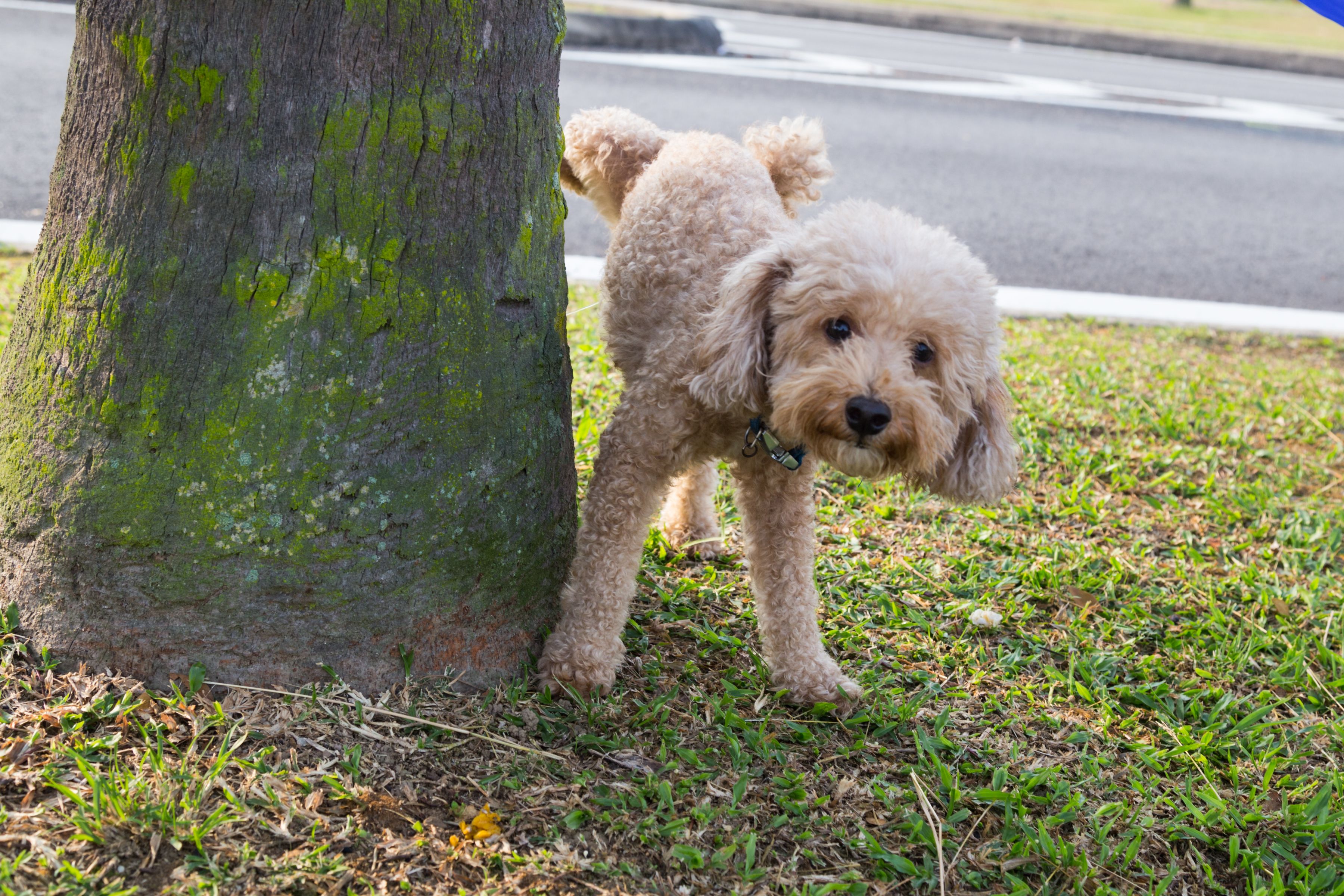 La policía advierte sobre el peligro de echar azufre para evitar que los perros orinen (Foto: Bigstock)