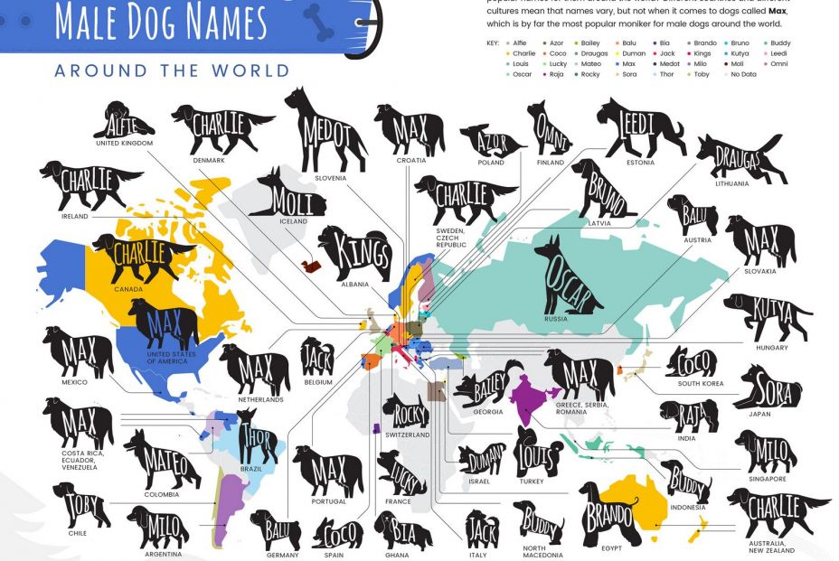 Los nombres de perro más comunes del mundo
