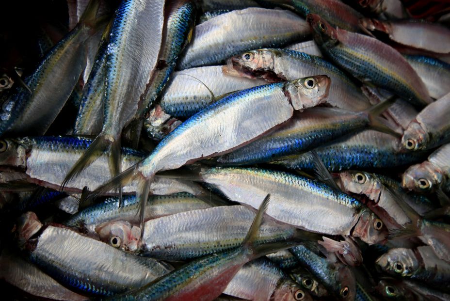 Estos alimentos potencian el sistema inmunológico: sardinas pescado azul