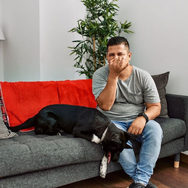 Mi casa huele a perro ¿qué puedo hacer? Foto: bigstock