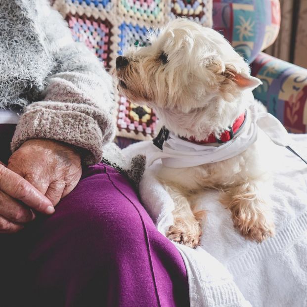 ¿Qué representa económicamente tener una mascota?