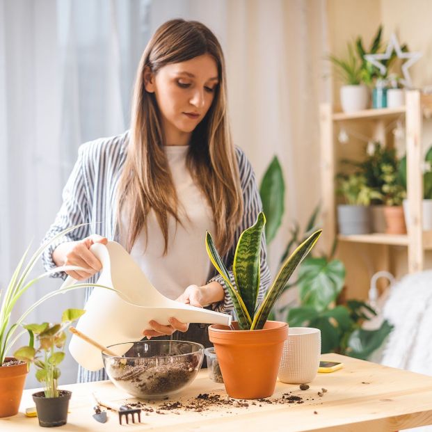 Leche para las plantas