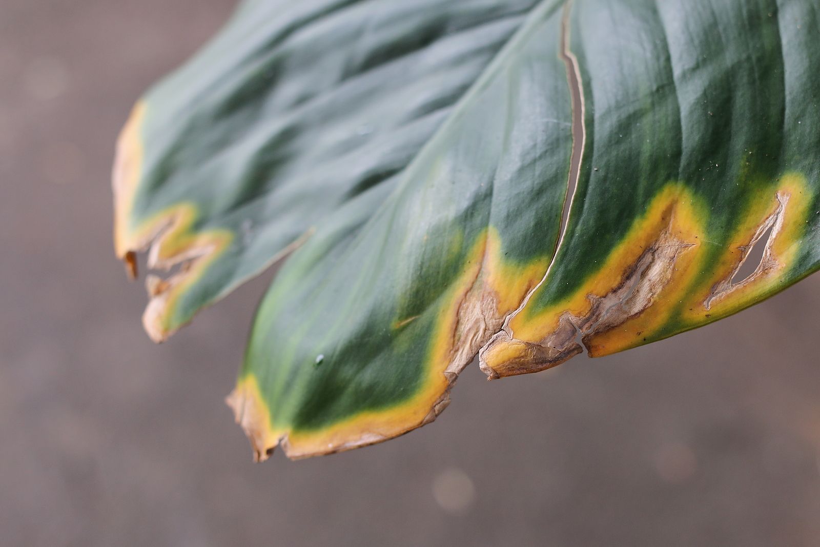 Cómo detectar hongos en tus plantas (Foto Bigstock)