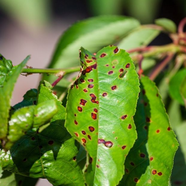 Cómo detectar hongos en tus plantas (Foto Bigstock) 2