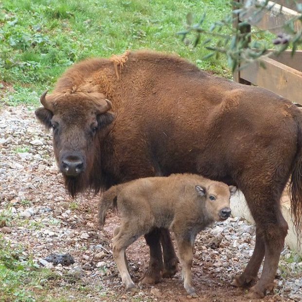 EuropaPress 4102256 cria bisonte nacida mes cabarceno junto madre