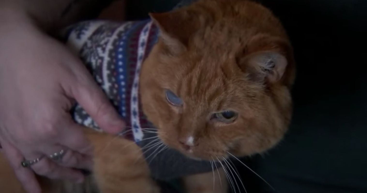 Samm, el gato más longevo del mundo que quiere entrar en el Libro Guinness