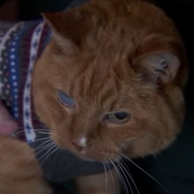 Samm, el gato más longevo del mundo que quiere entrar en el Libro Guinness