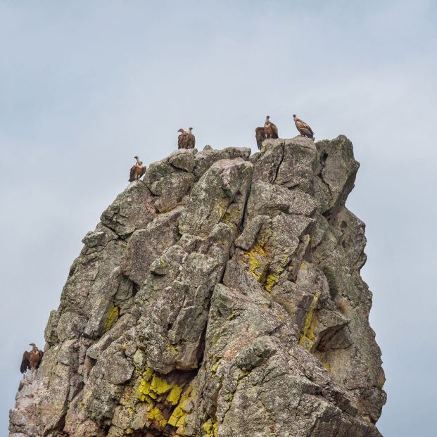 avistamiento de aves, Monfragüe