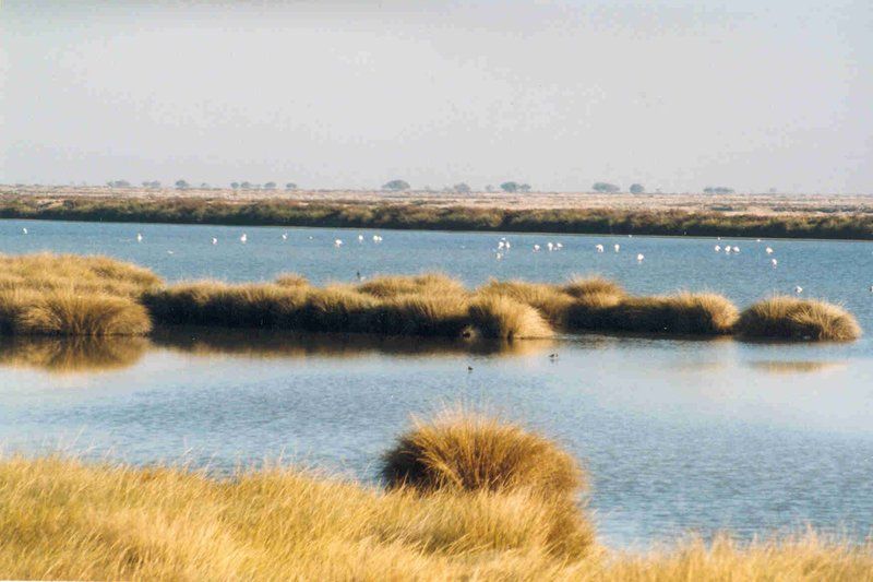 Doñana