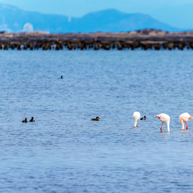 avistamiento de aves Delta del Ebro