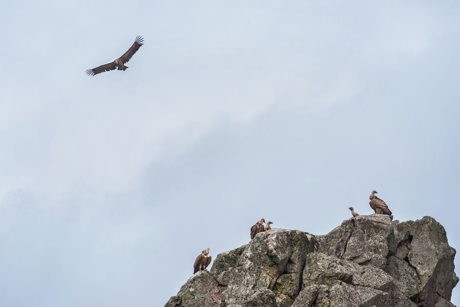 Avistamiento de aves en Monfragüe