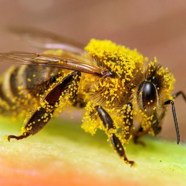 Así es como las abejas pueden ayudar a mejorar la memoria humana