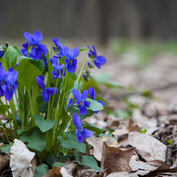 Flores de violeta