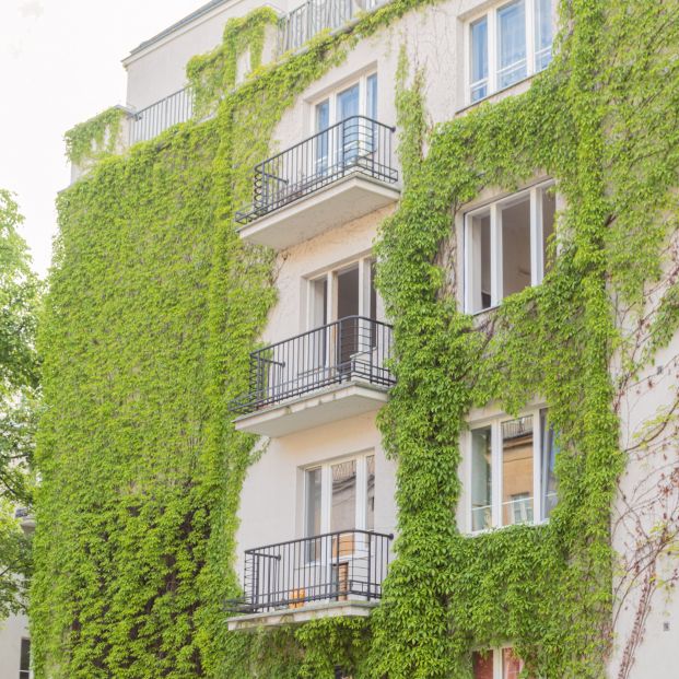Las fachadas cubiertas con plantas reducen un 30% la pérdida de calor en los edificios