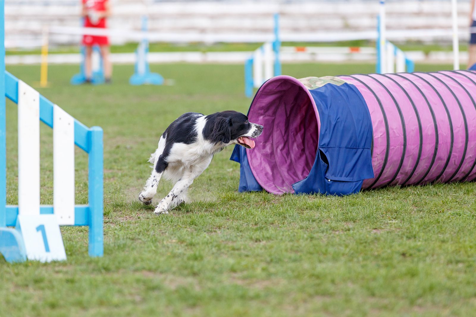 Clubs de agility para disfrutar con tu perro en Madrid