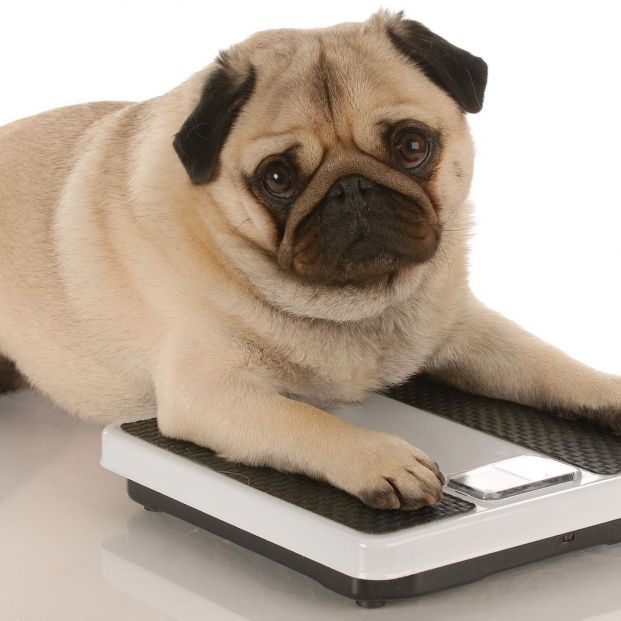 Cómo ayudar a tu perro a perder peso