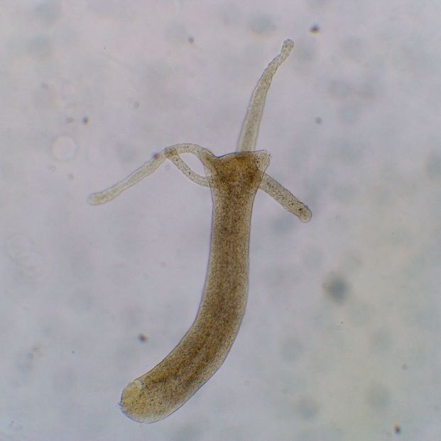 Estos animales marinos son capaces de regenerar sus propias cabezas Estos animales marinos son capaces de regenerar sus propias cabezas