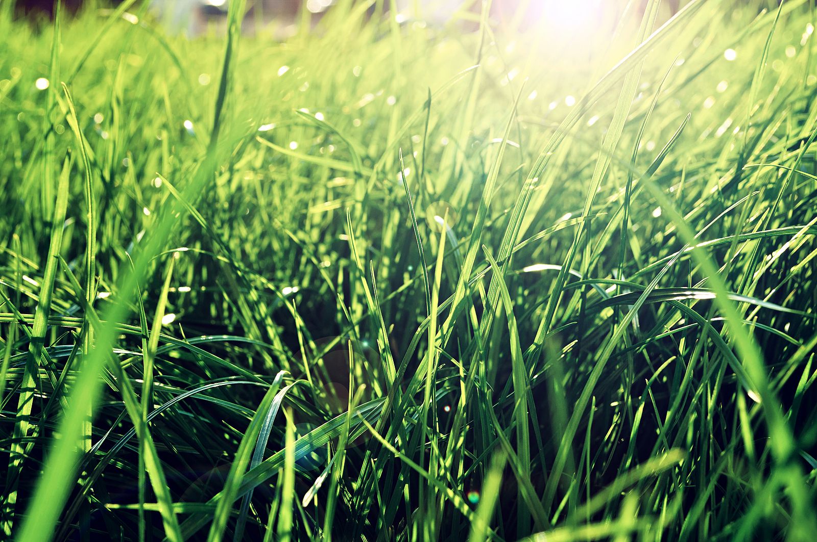 Científicos resuelven el enigma de por qué la hierba crece tan rápido