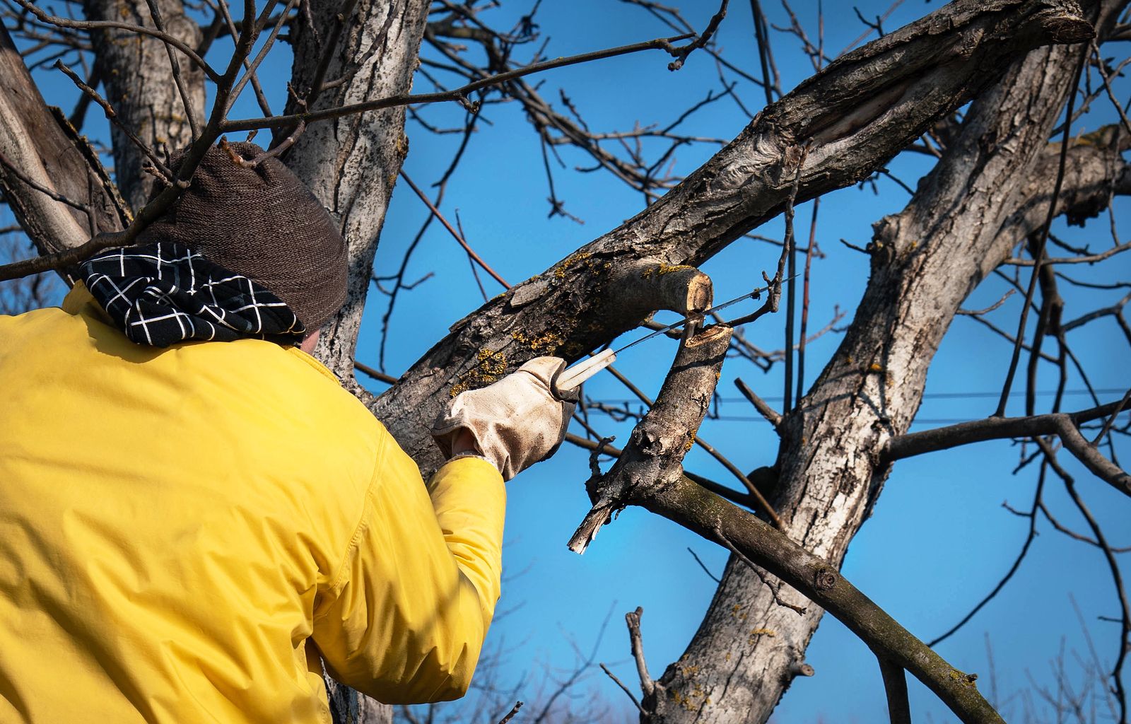 Cómo solicitar permiso para talar un árbol?