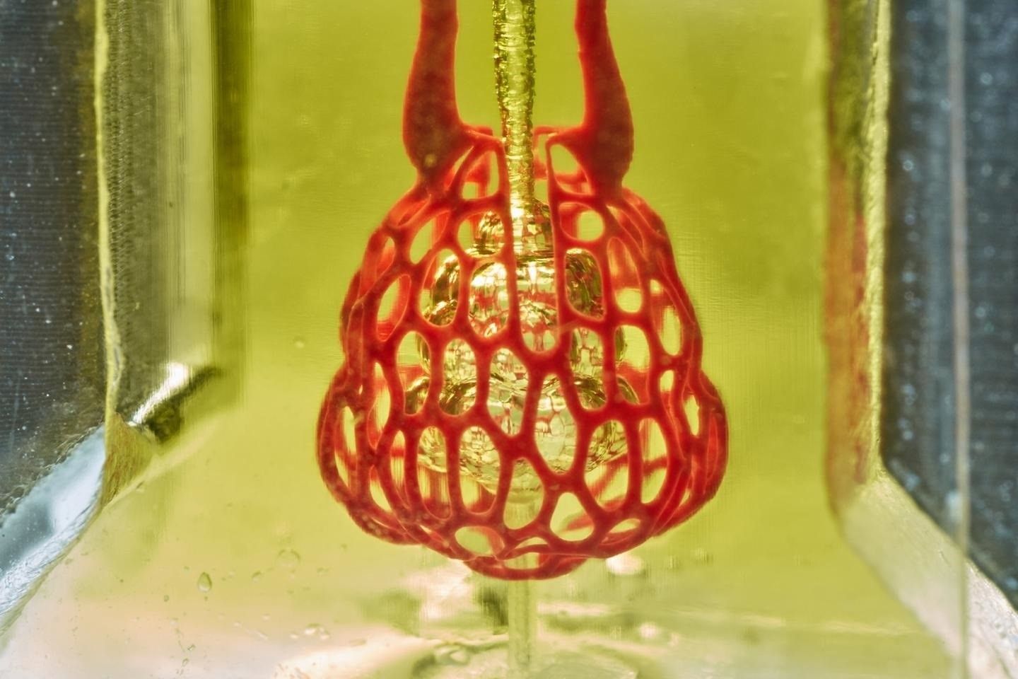 Modelo de una impresión de órganos en 3D 