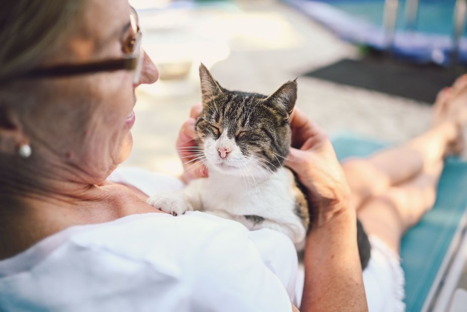 Un estudio revela qué les gusta a los gatos