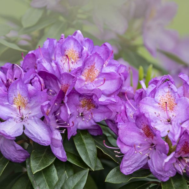 Azalea es una planta tóxica para perros y gatos