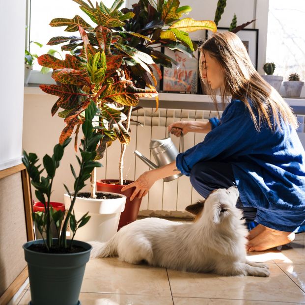 11 plantas tóxicas para perros y gatos