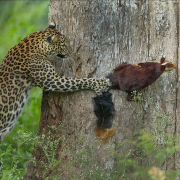 Las mejores fotografías de animales del 2021, según Nature inFocus