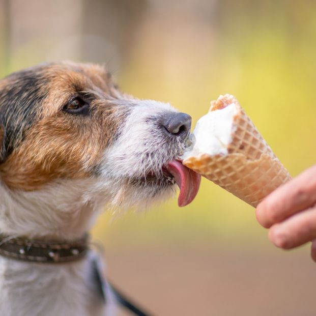 Perro comiendo helado
