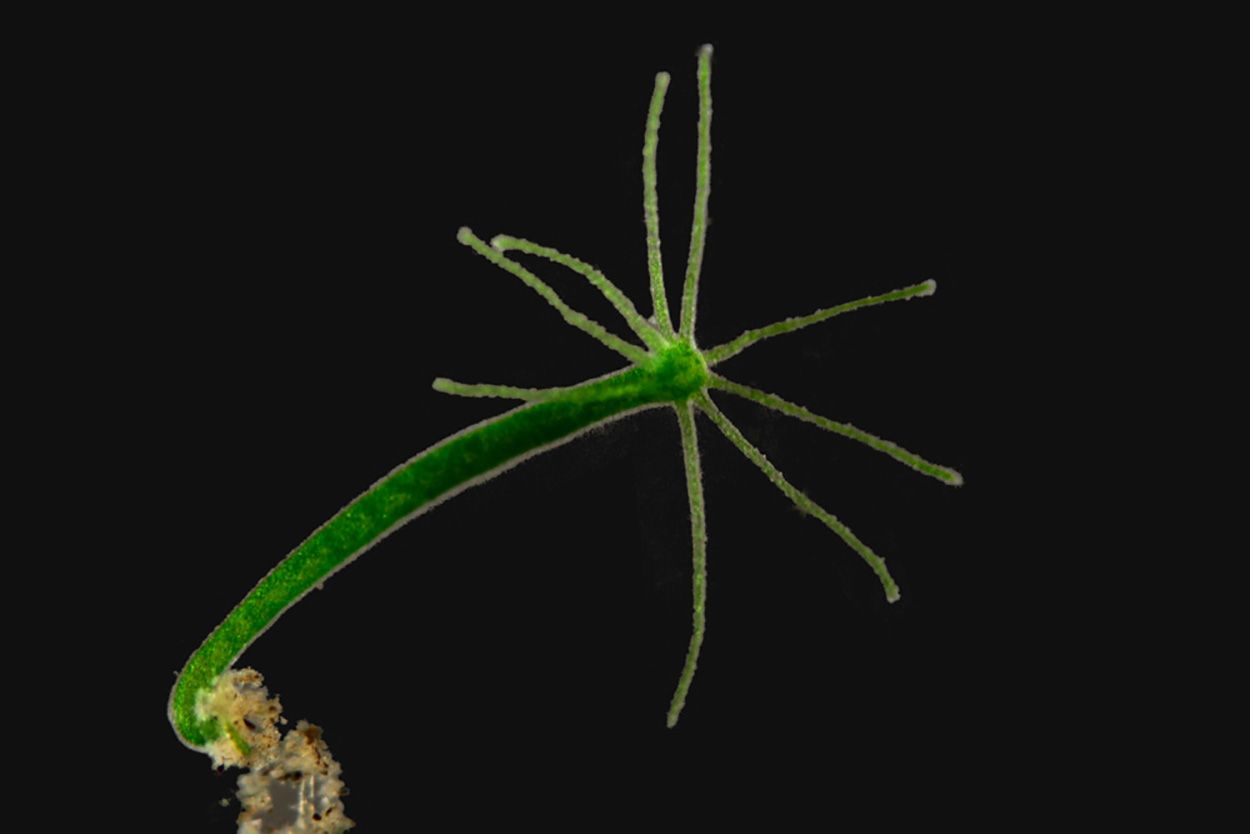 File:Mikrofoto.de-Hydra_15.jpg Frank Fox http://www.mikro-foto.de Wikimedia Commons