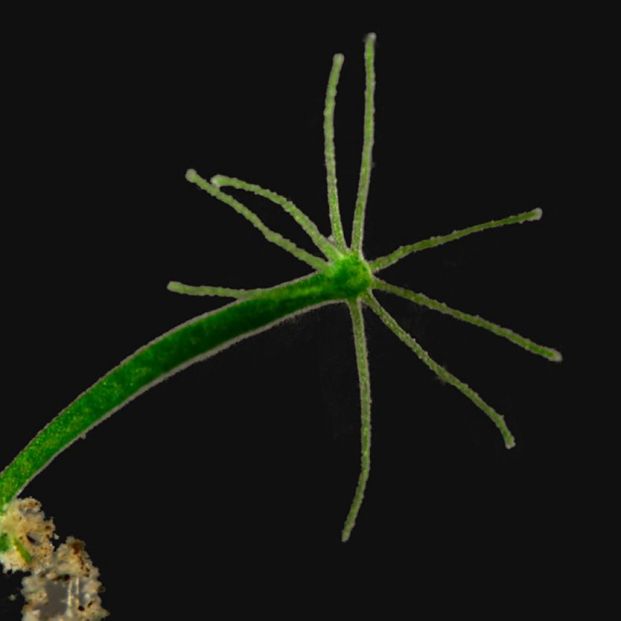 File:Mikrofoto.de-Hydra_15.jpg Frank Fox http://www.mikro-foto.de Wikimedia Commons
